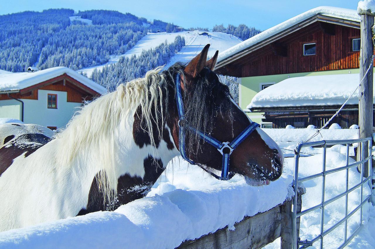 Sieglhub Chalets - Appartements - Hotel Flachau